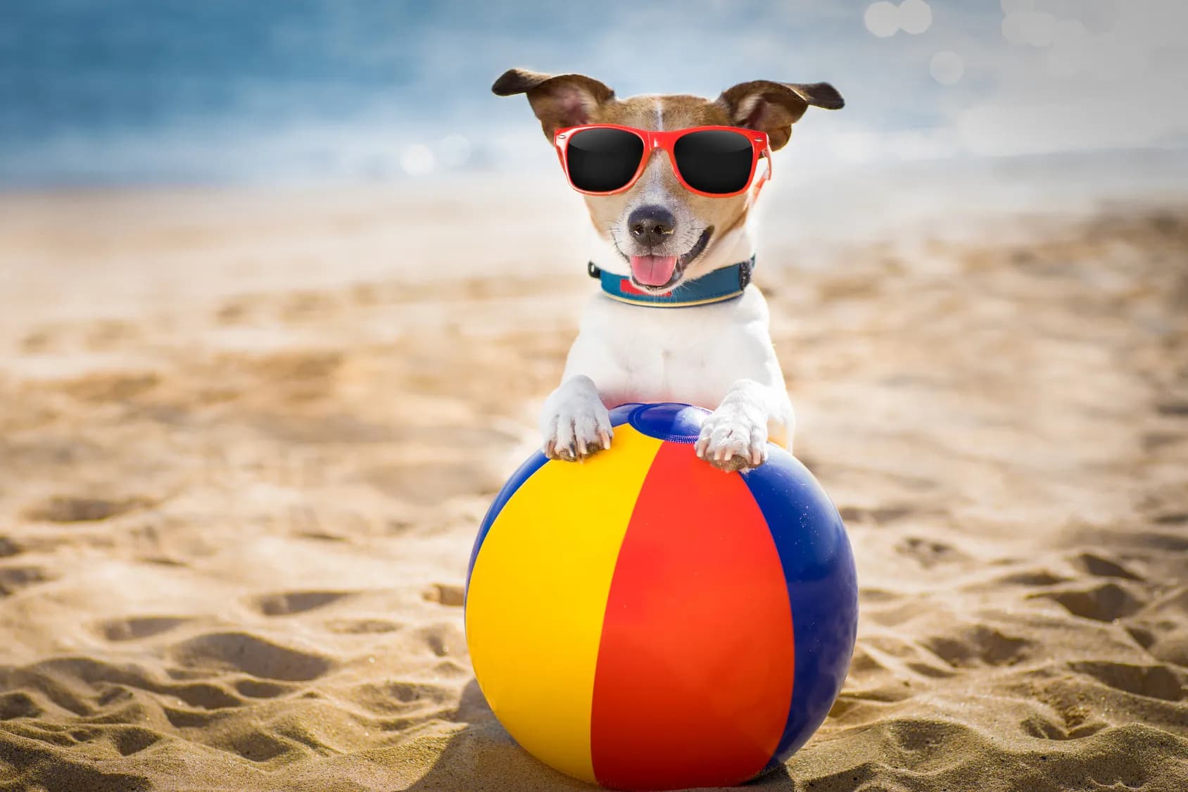 As melhores ofertas da Zooplus para famílias com vários animais de estimação neste verão